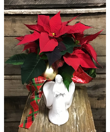 Angelic Poinsettia