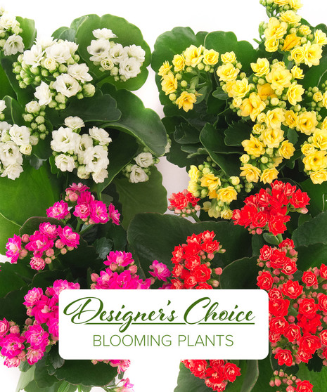 Designer's Choice- Blooming Plant