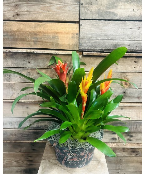 Bromeliad Combo Planter