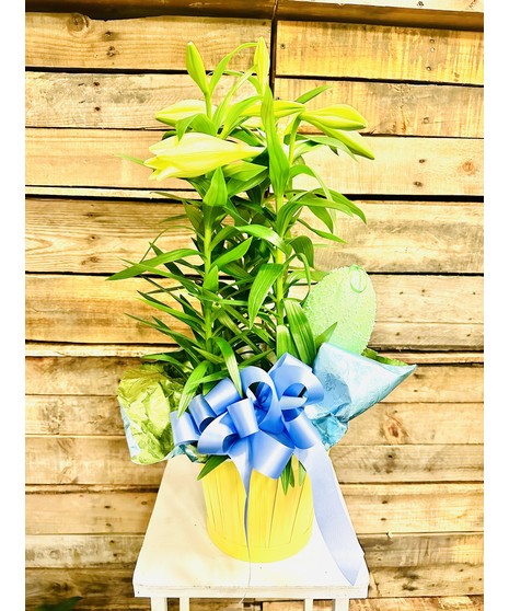 Triple Easter Lily