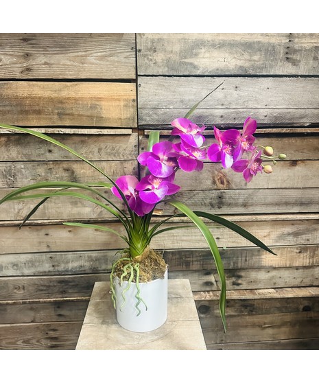 silk orchid plant